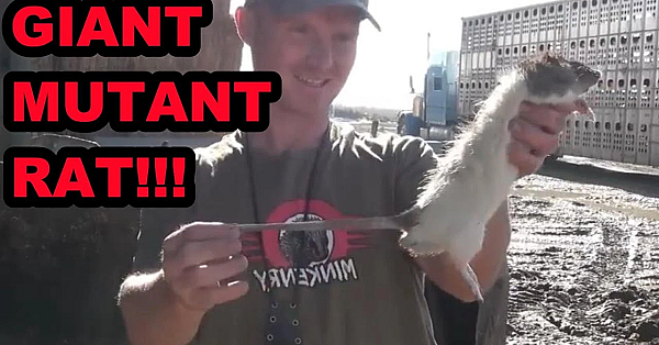 Giant Mutant Rat!!!