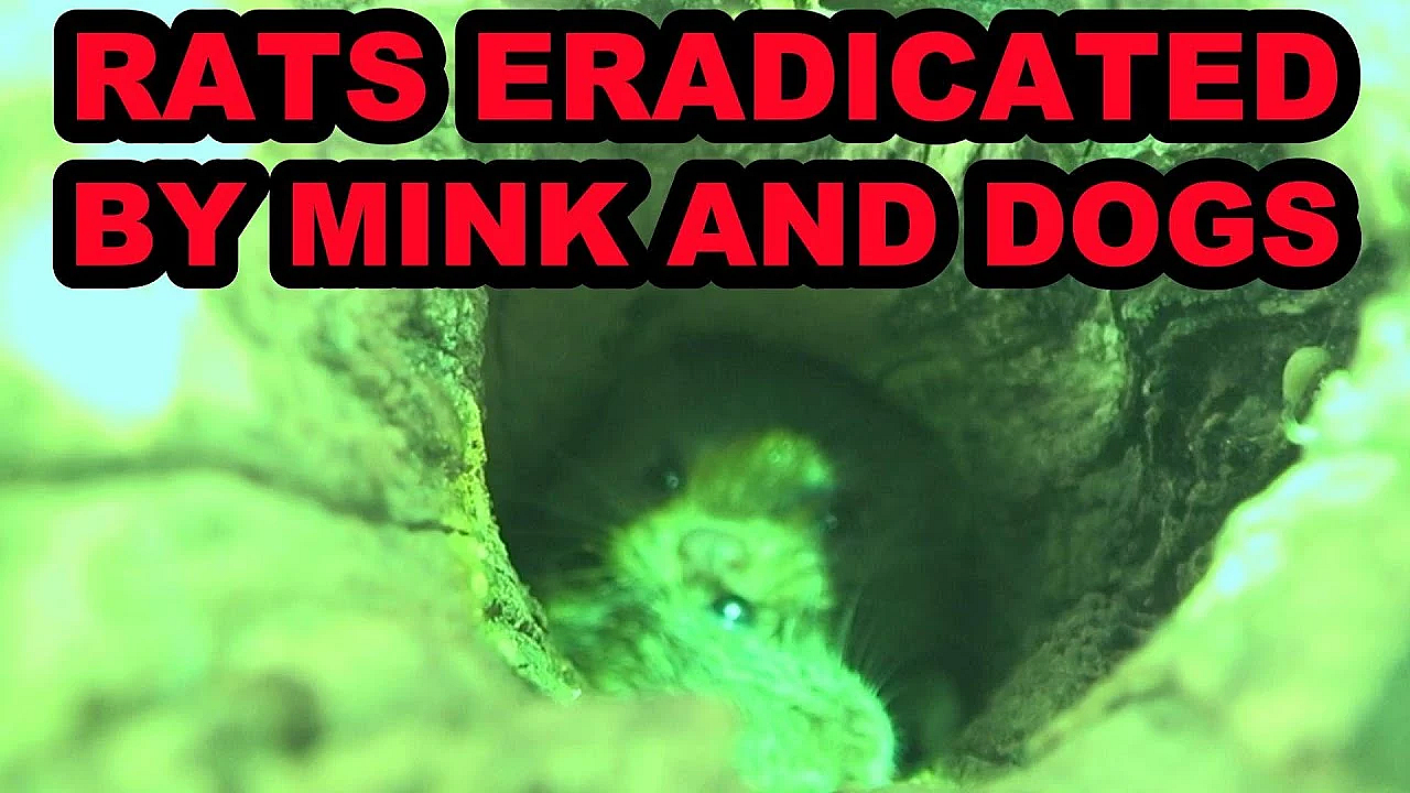 Roof Rats At The Apple Orchard Again!