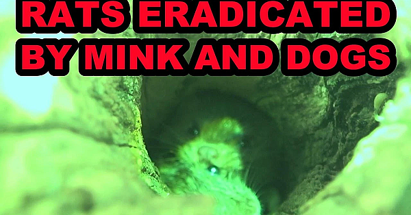 Roof Rats At The Apple Orchard Again!