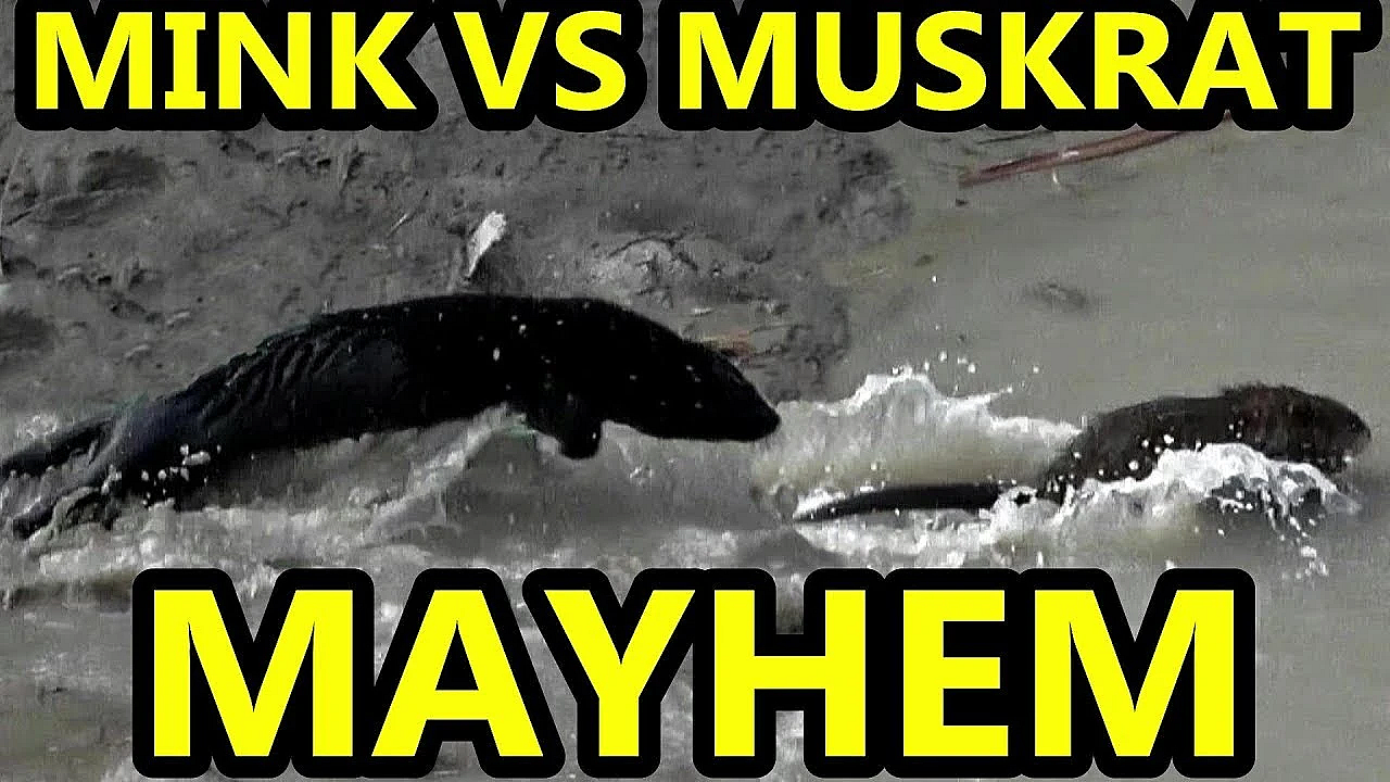 Age Old Mayhem, Mink Vs Muskrat