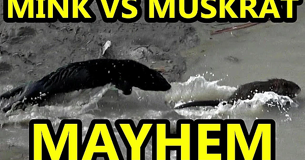 Age Old Mayhem, Mink Vs Muskrat