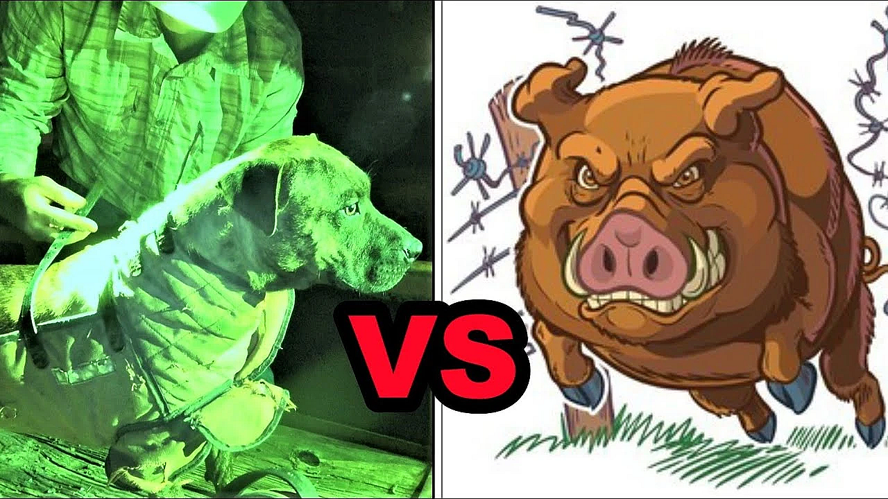 Wild Hog Dogs! Mink Man's 1st!