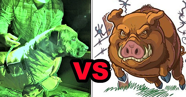 Wild Hog Dogs! Mink Man's 1st!