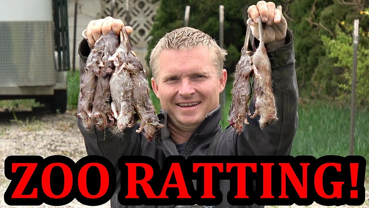 Return Ratting To The Backyard Zoo!