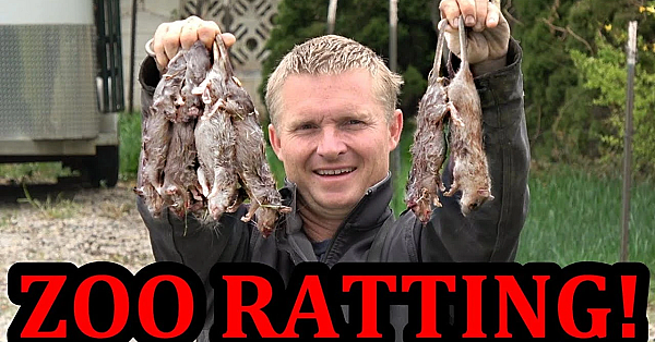 Return Ratting To The Backyard Zoo!