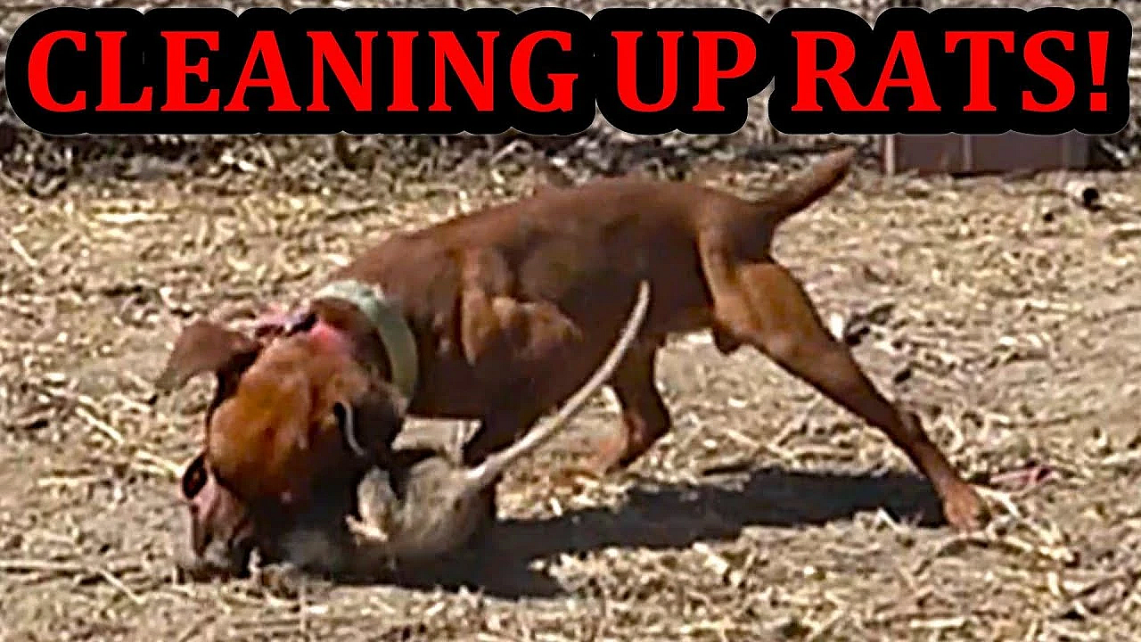 White Heart The Mink Prove's Her Worth!