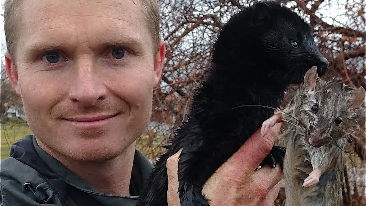 Black Mamba Vs Rat In Water