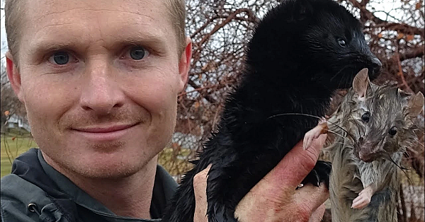 Black Mamba Vs Rat In Water