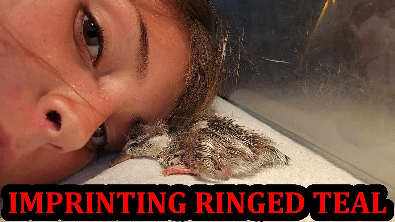 Imprinting A Tiny Exotic South American Duck!
