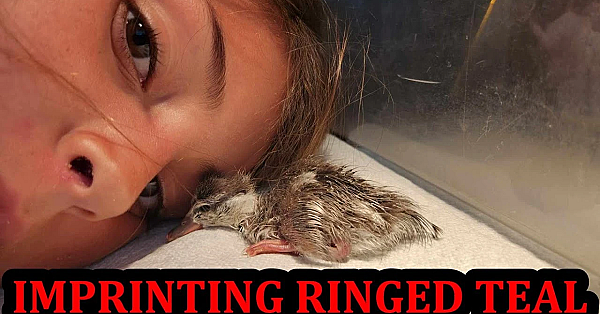 Imprinting A Tiny Exotic South American Duck!