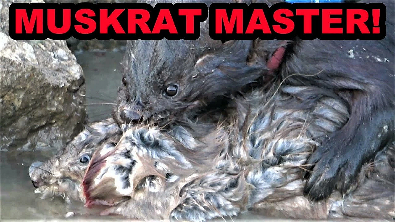 Boon Double On Muskrats
