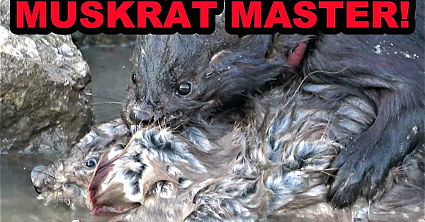 Boon Double On Muskrats