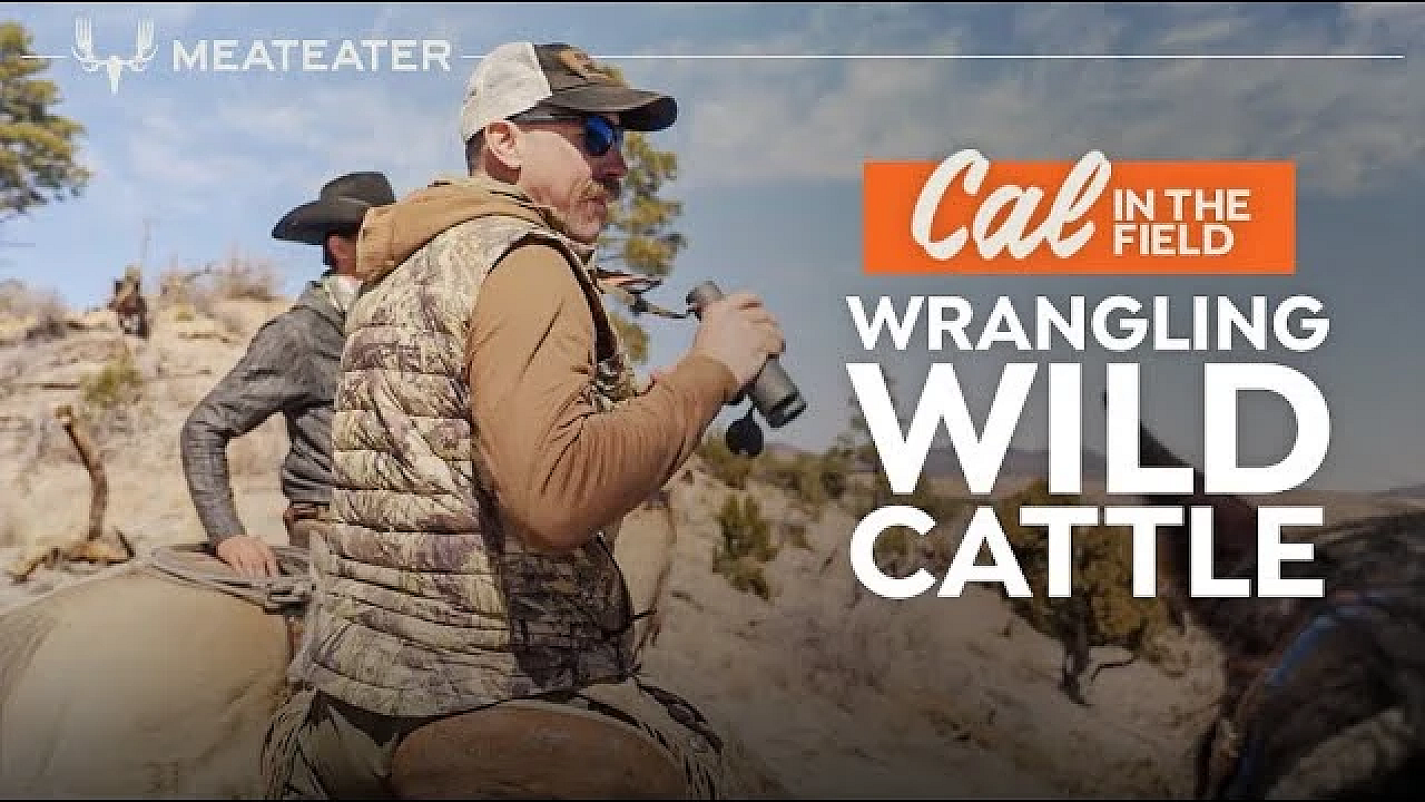 Wrangling Wild Cattle With Ryan Callaghan