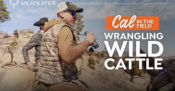 Wrangling Wild Cattle With Ryan Callaghan