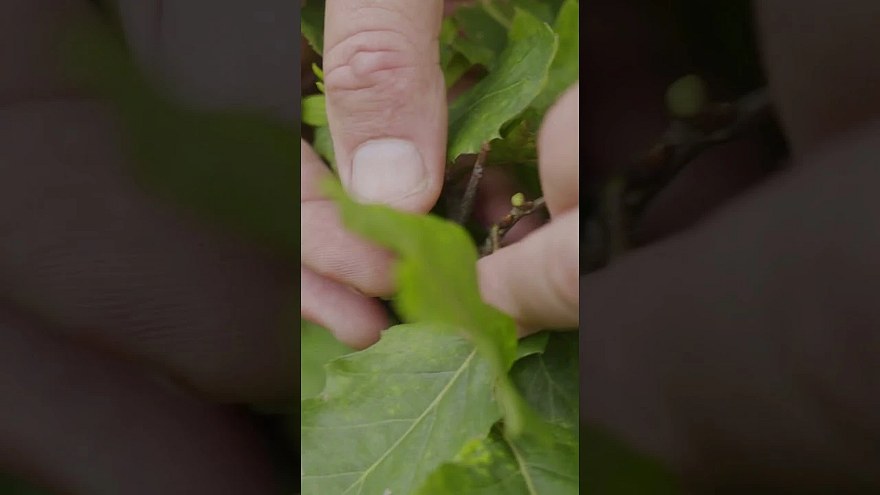 A Look At Our Good Friend Doug's Little Slice Of Driftless Heaven. New Episode Of Sheds Is Live.