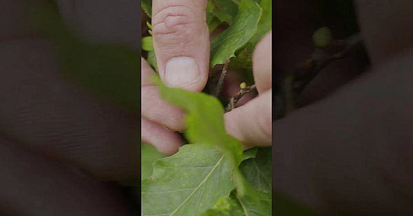 A Look At Our Good Friend Doug's Little Slice Of Driftless Heaven. New Episode Of Sheds Is Live.