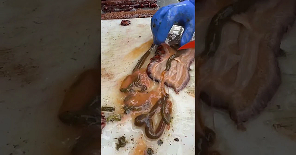 Inside Of A Sea Cucumber You'll Find This Strip Of Five Muscles, That's What You're After.