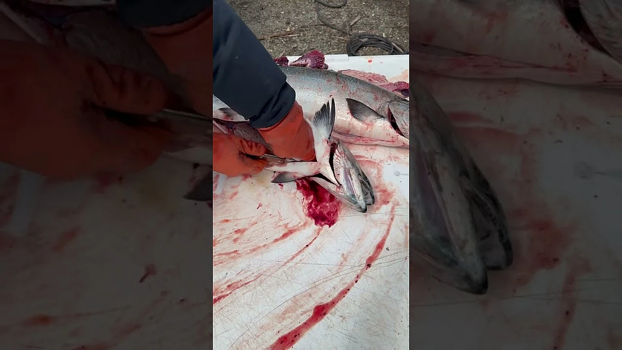 Heather And Her Dad Made An Interesting Find While Cleaning This King Salmon.