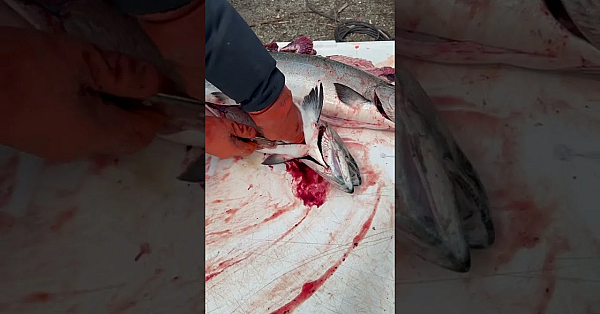 Heather And Her Dad Made An Interesting Find While Cleaning This King Salmon.