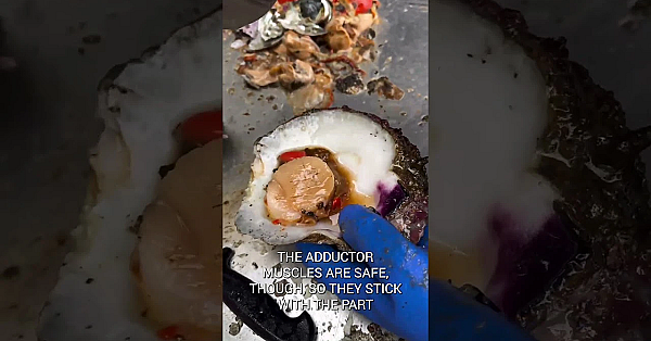 Steve Cleaning A Big-assed Rock Scallop At The Fish Shack.  #fueledbynature