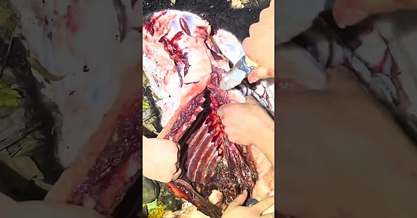 Bear Newcomb Tests Out The Stone Knife He Made While Helping A Friend With Some Butchering.