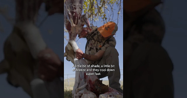What Do You Think Of Antelope Meat? New Episode With Cal Is Live Now. #meateater