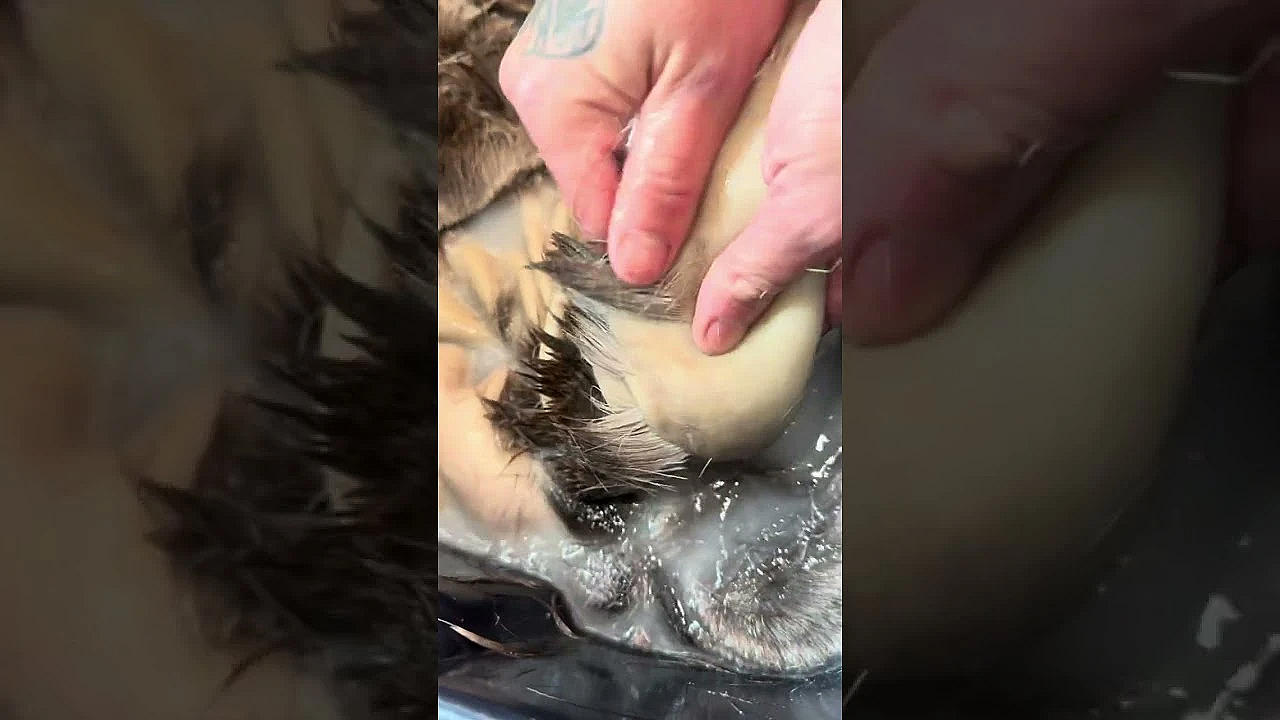 Bucking Deer Skins In Preparation For Bark Tanning With Heather Douville.