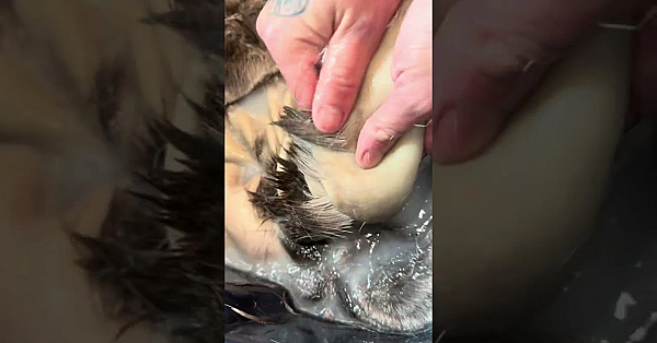 Bucking Deer Skins In Preparation For Bark Tanning With Heather Douville.