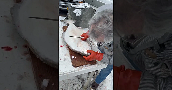 Heather Douville’s Dad Mike Shows How Bleeding Fish Leads To A Cleaner, Better Catch.