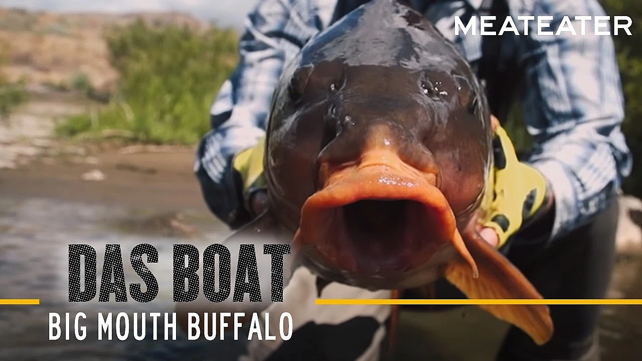 Das Boat S2:e05 Big Mouth Buffalo With Ryan Callaghan And Miles Nolte