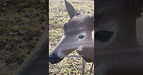 Why Choose A Doe Decoy Over A Buck?
