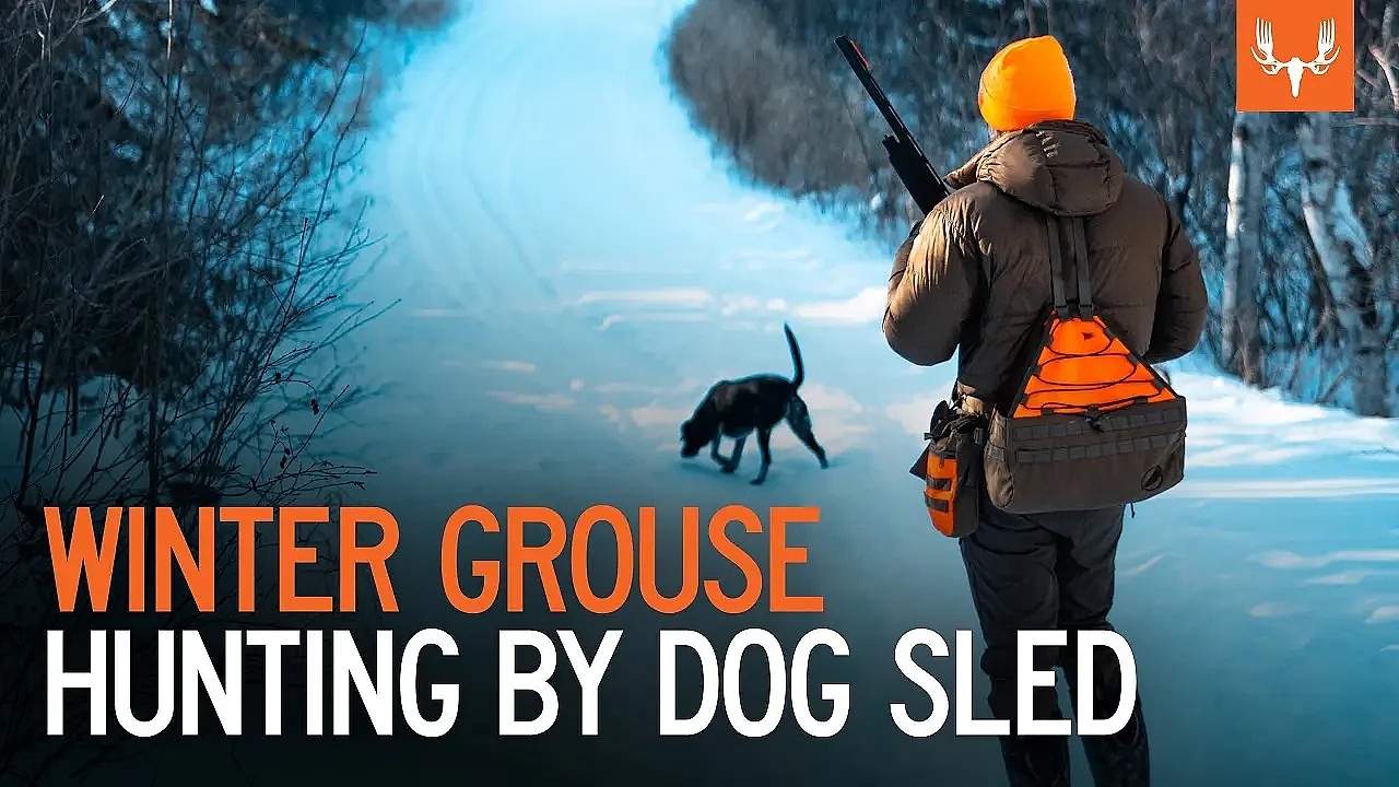 Winter Grouse Hunting by Dog Sled | With Tony Peterson