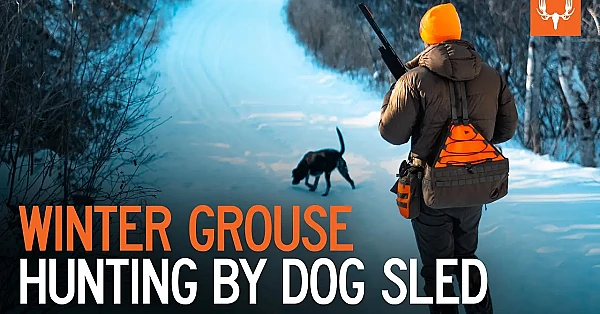 Winter Grouse Hunting by Dog Sled | With Tony Peterson