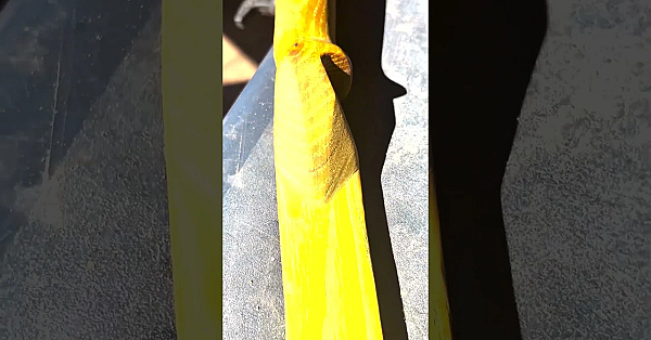 Bow Making With Bear Newcomb. Did You Watch Bear's Recent Self Bow Hunt?  #fueledbynature