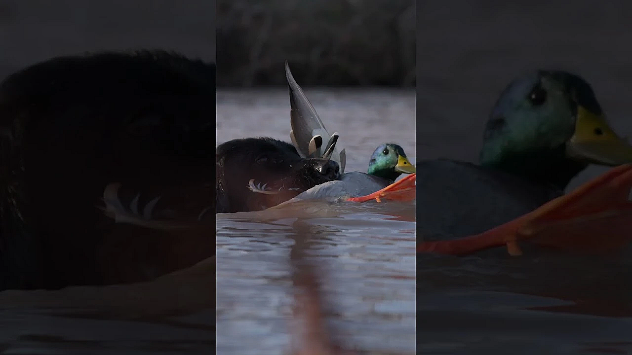 Get A Glimpse Inside A World-class Waterfowl Operation In Jani’s Latest Episode Of Guide’s Guide.
