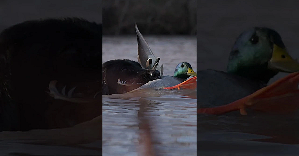 Get A Glimpse Inside A World-class Waterfowl Operation In Jani’s Latest Episode Of Guide’s Guide.