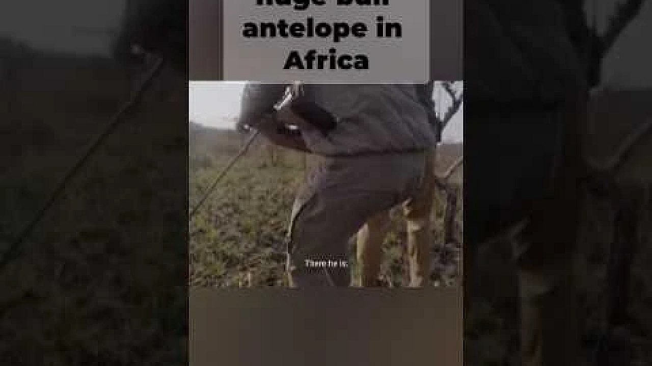Steve shoots a Big bull sable antelope in Africa