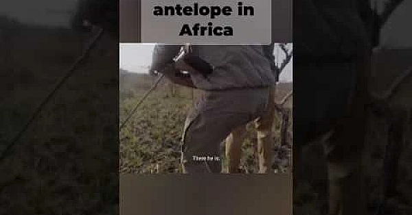 Steve shoots a Big bull sable antelope in Africa