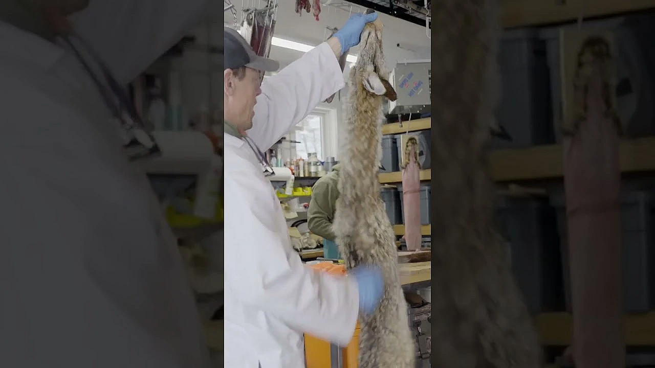 Trapping Is An Often Misunderstood Practice. If You Want To Learn More, Check Out Rough Cuts Ep. 1.