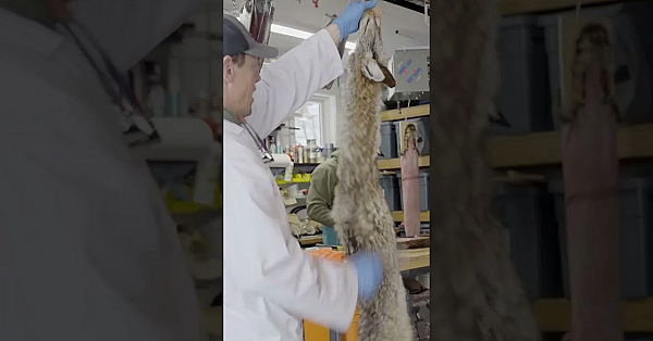 Trapping Is An Often Misunderstood Practice. If You Want To Learn More, Check Out Rough Cuts Ep. 1.