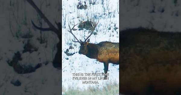 On Tomorrow’s Episode Of Meateater Steve Hunts One Of The Hardest To Draw Elk Units In The Country.