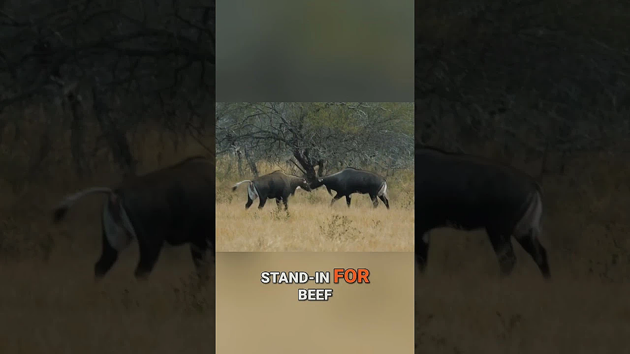 Hunting Nilgai in Texas