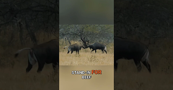 Hunting Nilgai in Texas