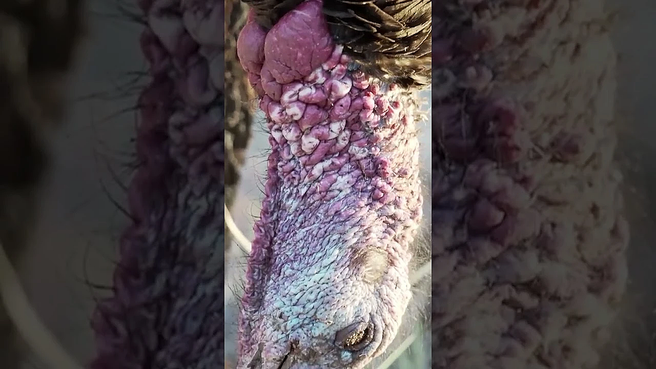 Jani Thinks The Wild Turkey Is One Of The Best-looking Critters Around, And We're Inclined To Agree.