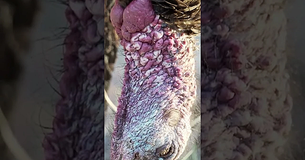 Jani Thinks The Wild Turkey Is One Of The Best-looking Critters Around, And We're Inclined To Agree.