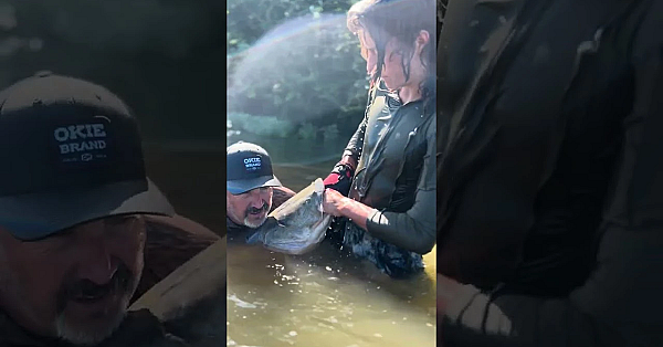 Bear Newcomb Noodling For Flat Head Catfish. This One Was About 35 Lbs. #fueledbynature