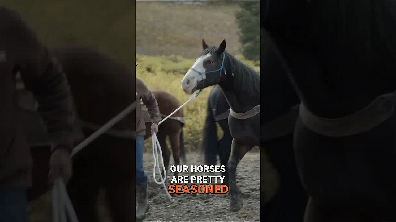 What makes a good working horse for the mountains?