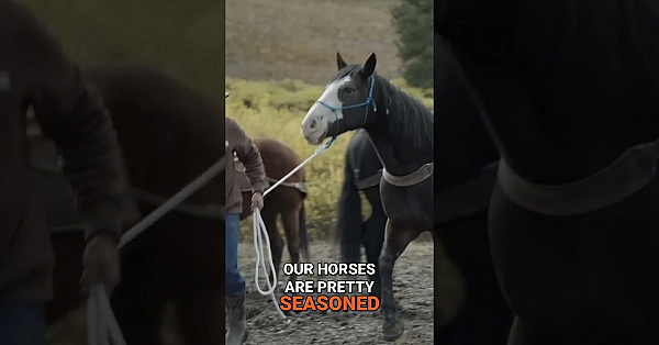 What makes a good working horse for the mountains?