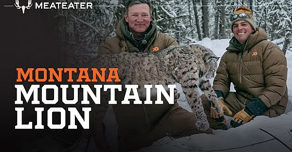 Montana Mountain Lion