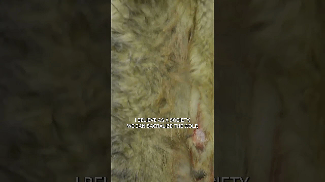 Clay’s Alaskan Wolf Trapping Episode Is Live. #fueledbynature #meateater